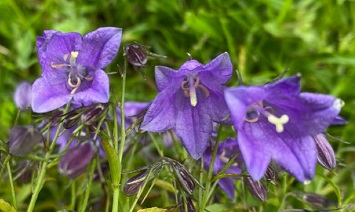 Campanula x wockei 'Puck' 